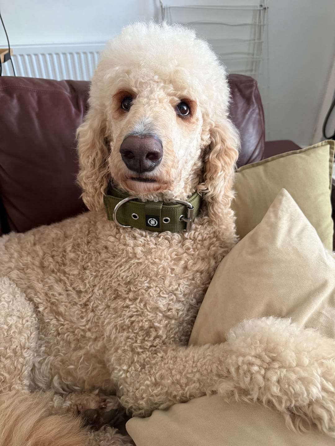 Customer photo review of 5cm Pin Buckle Collar | NO Handle - Khaki