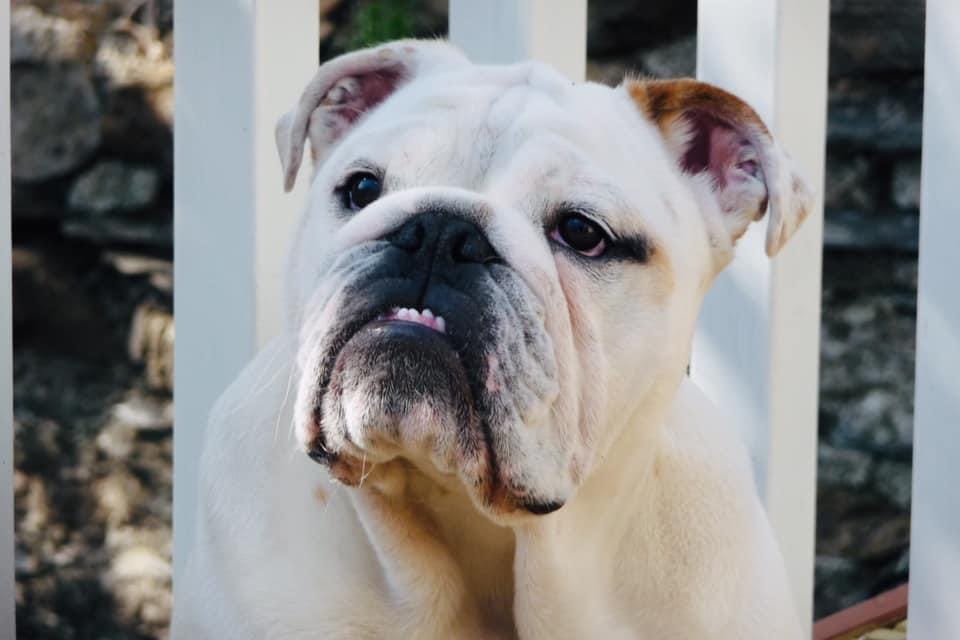 Customer photo review of Dog Ear Cleaner
