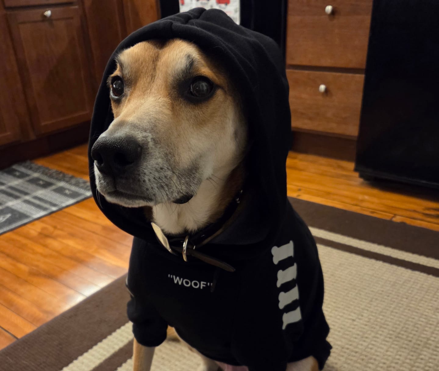 Customer photo review of "WOOF" Dog Hoodie - Black & Reflective