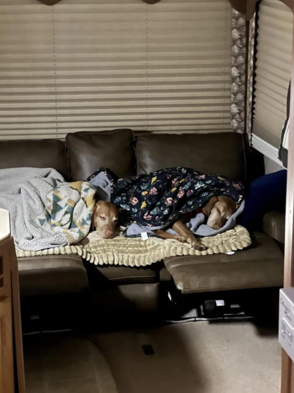 Customer photo review of LuxeLounge™ – Washable Pet Couch Cover