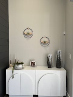 Customer photo review of Air Plant V-Hanger Duo