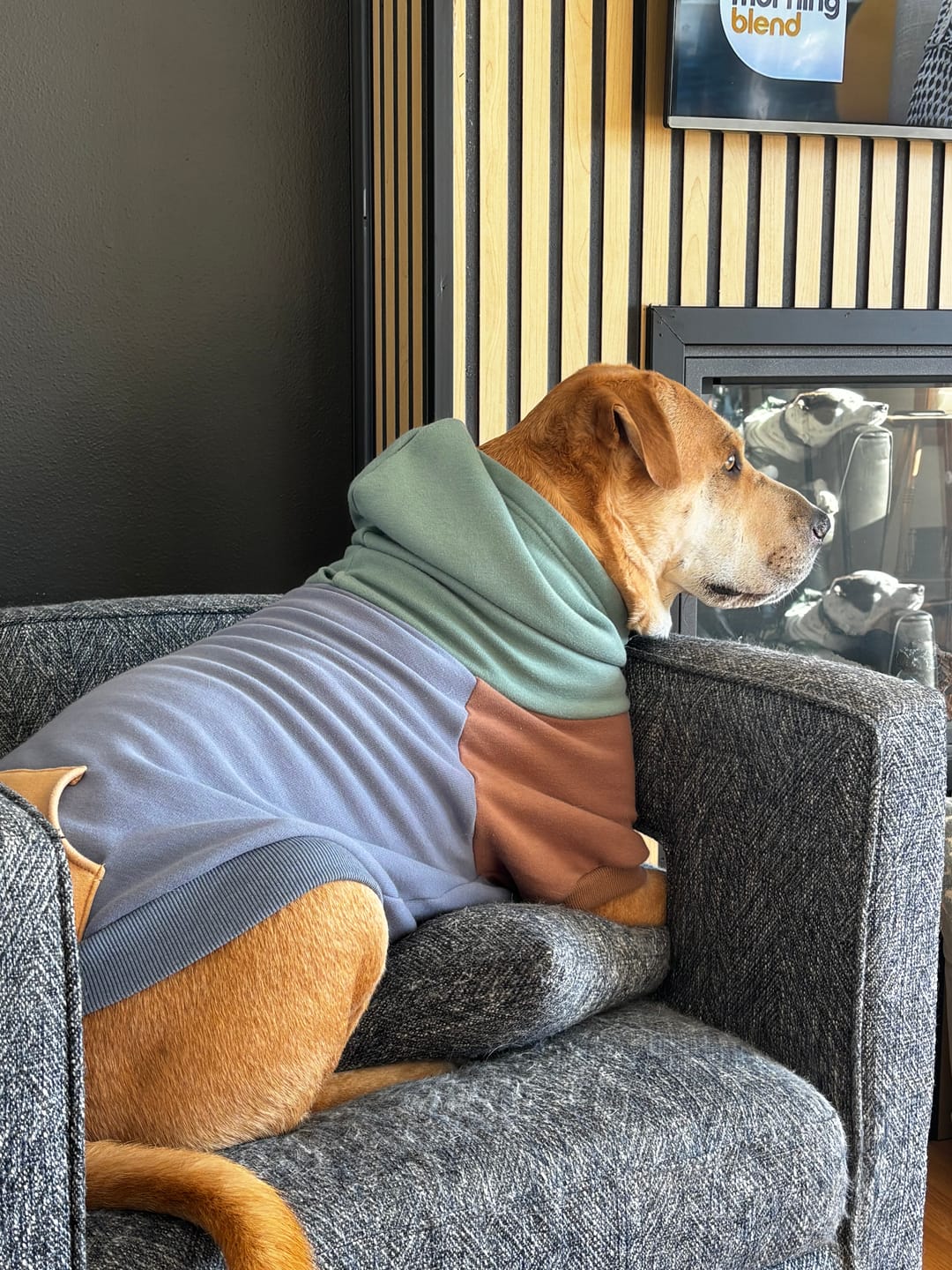 Customer photo review of Rock and Roll Dog Hoodie