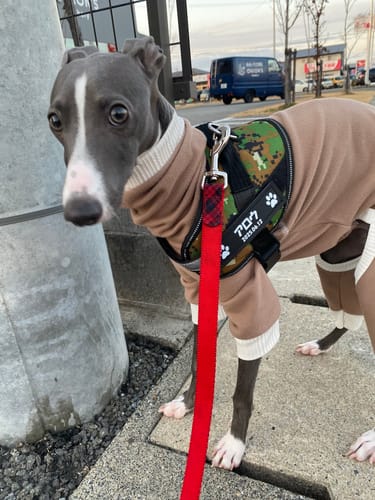 Customer photo review of FunFunPet 高機能ハーネス（お名前タグ作成サービス付き）