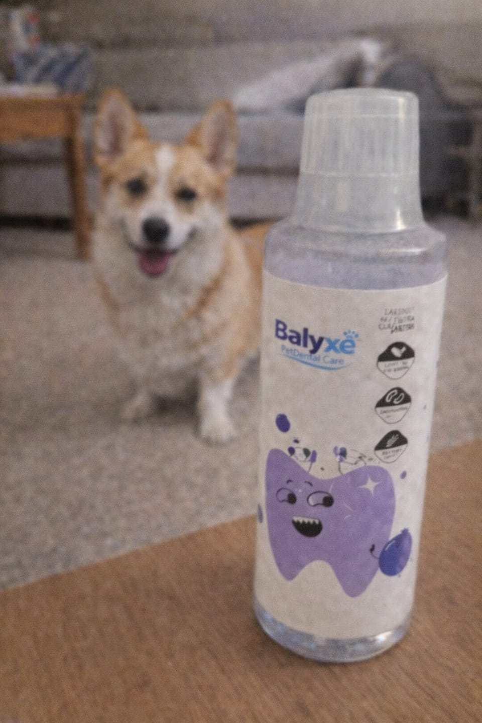 Customer photo review of Balyxe: Protección Dental para Mascotas