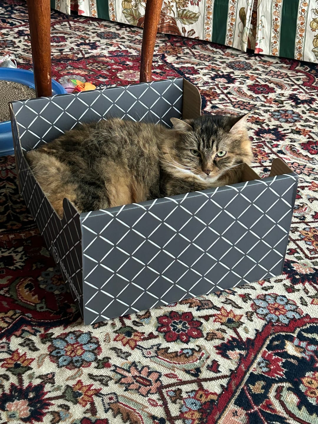Customer photo review of Hide & Scratch Extra-Large Cat Scratcher Box