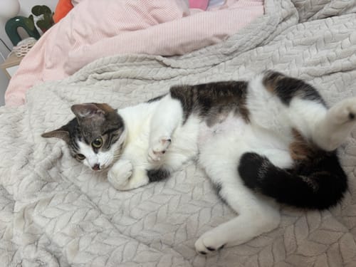 Avis d'une cliente montrant son chat satisfait, allongé sur un lit après avoir mangé ses croquettes.