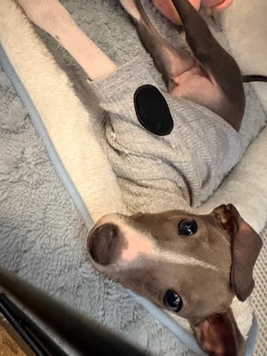 Customer photo review of FunFunPet 高機能ハーネス（お名前タグ作成サービス付き）