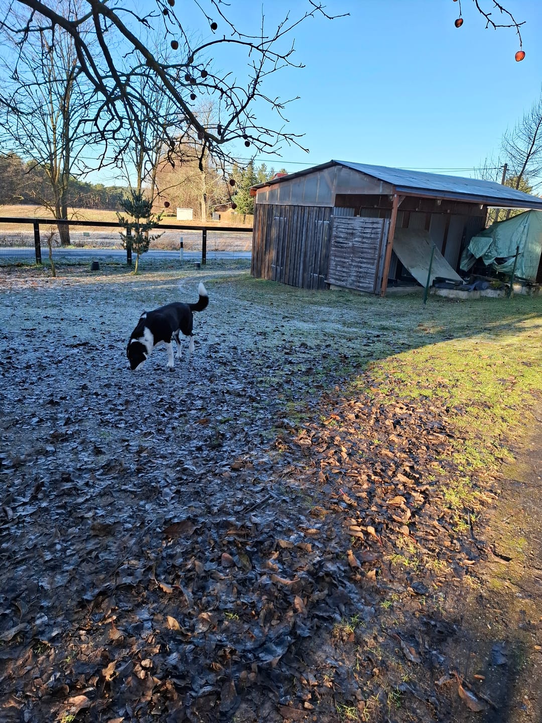 Customer photo review of DNA Test Rassebestimmung Pro Hund