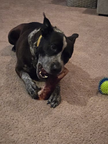 Customer's black and grey speckled dog lying on a carpet, happily chewing a large Smoked Beef Marrow Bone.