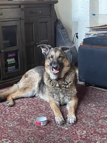 Customer photo review of Iron Paws Premium Dog Supplement