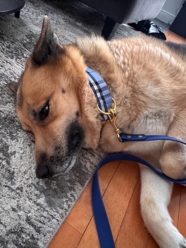 Customer photo review of Mystery Box - Dog PREMIUM