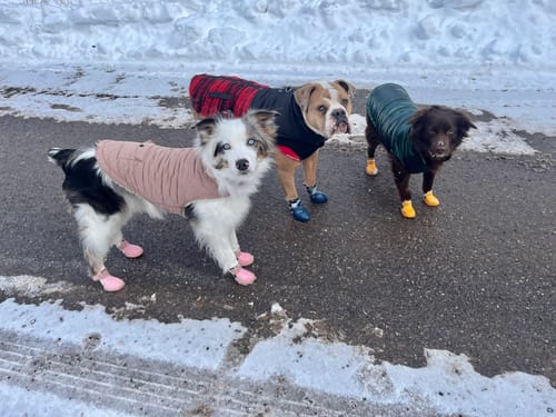 Customer photo review of WagWellies® by wagwear