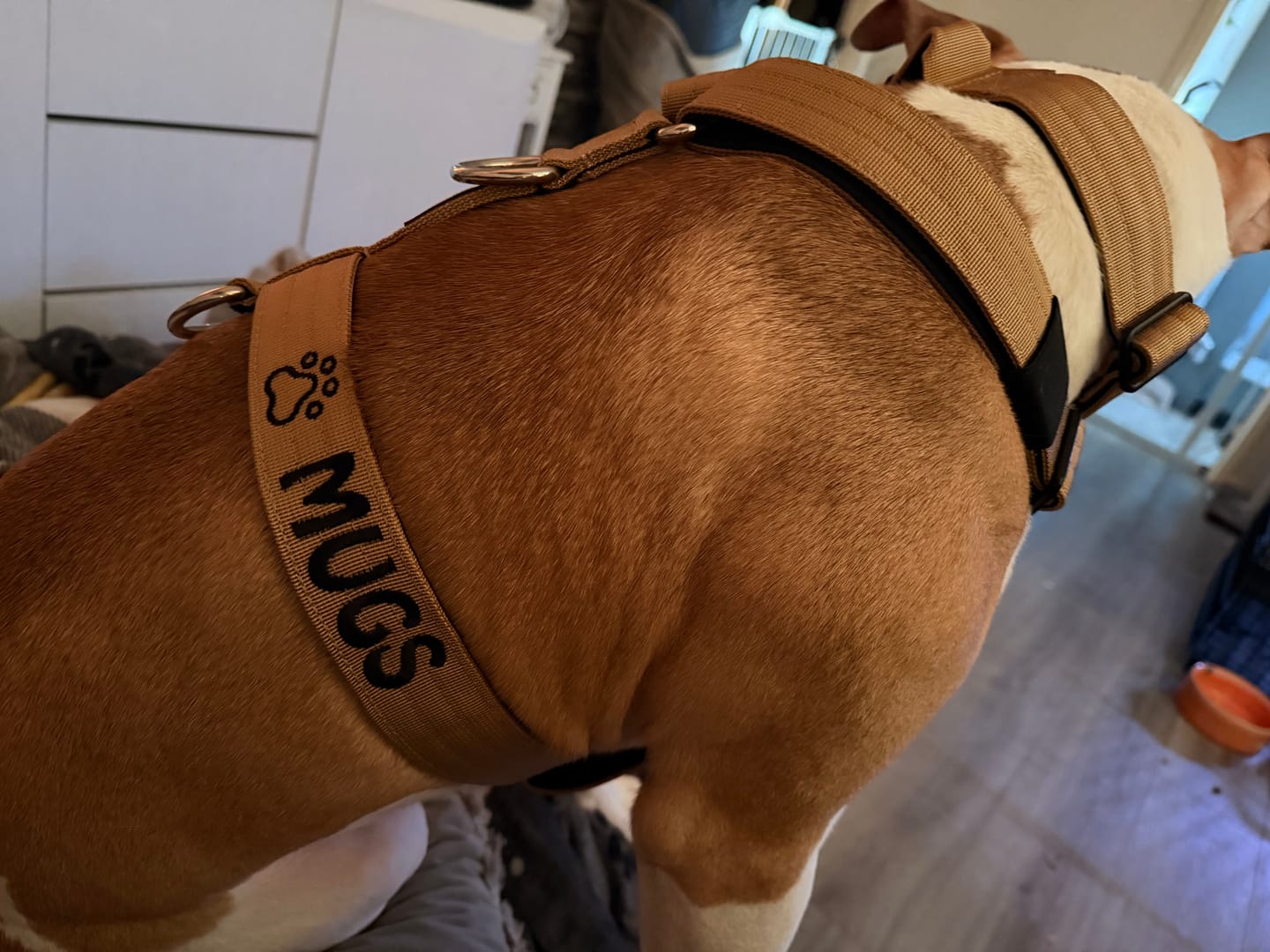 Customer photo review of Training Anti Pull TRI-Harness® | M-XL Breeds - Tan