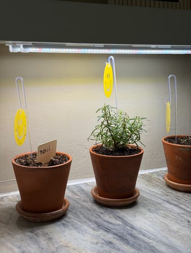 Customer's yellow Killer Smiles traps, shaped like smiley faces, placed in three potted herbs on a counter.