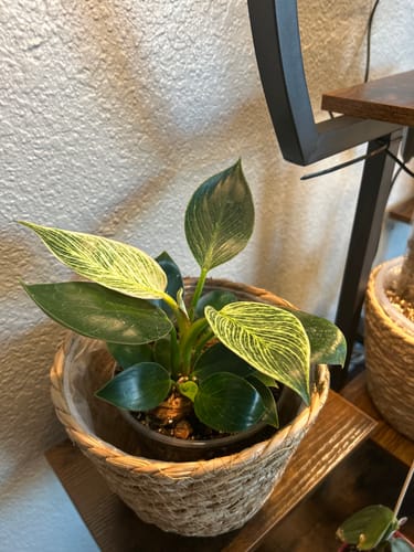Customer's healthy Philodendron 'Birkin' plant with variegated leaves sitting in a woven basket on a shelf.