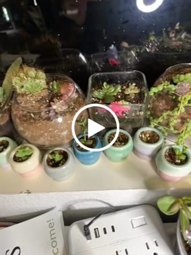 Customer video review of Assorted Succulent Cuttings