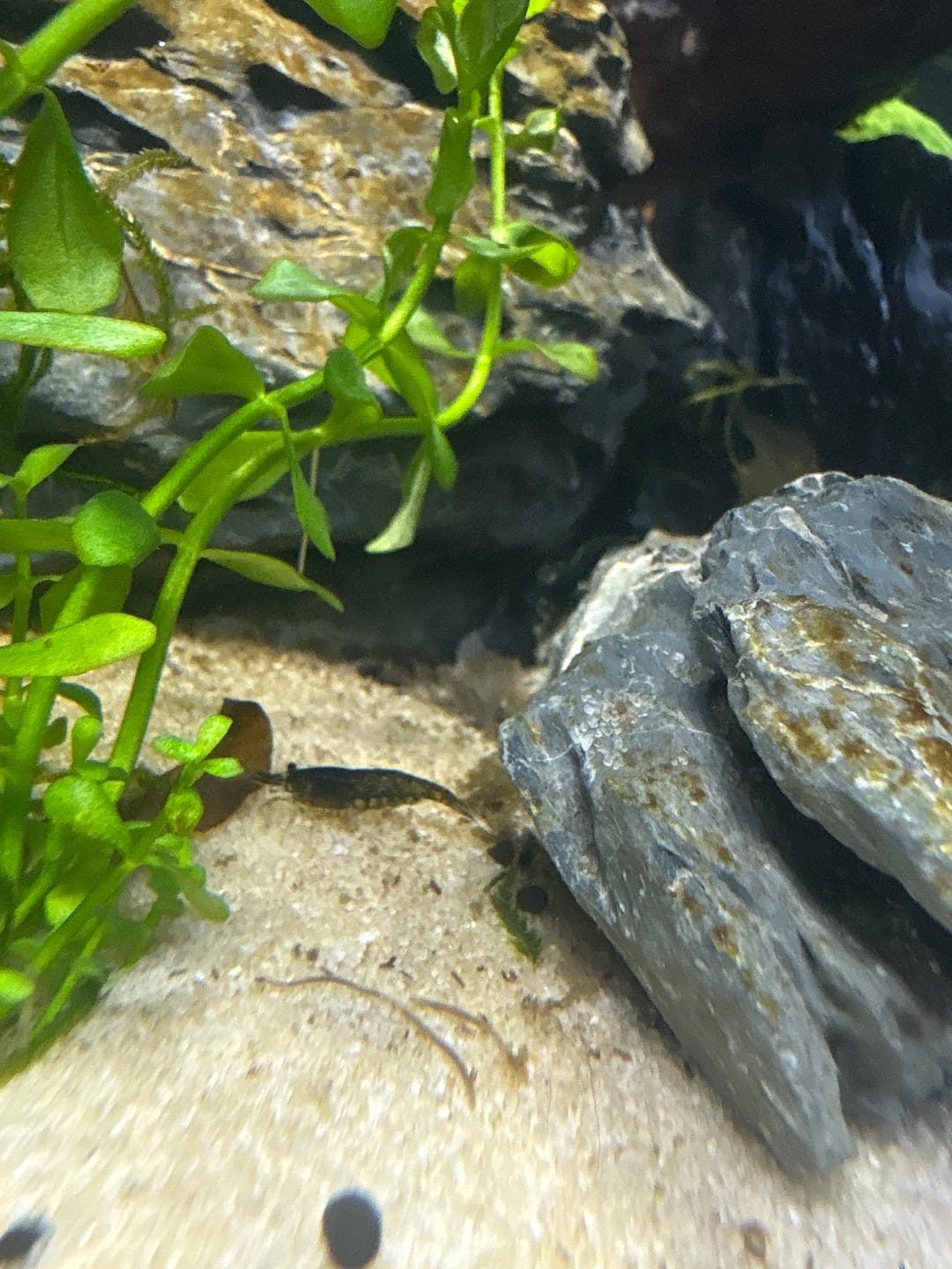 Customer photo review of Green Jade Shrimp