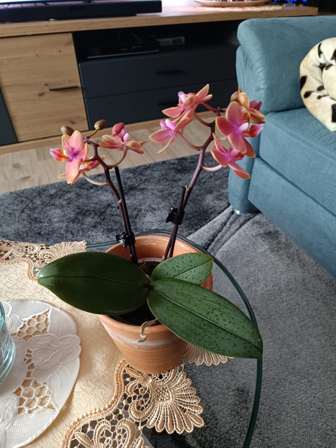 Customer photo review of Duftorchidee Table Dance Dusty Belle mit orange-roten Blüten und 2 Rispen