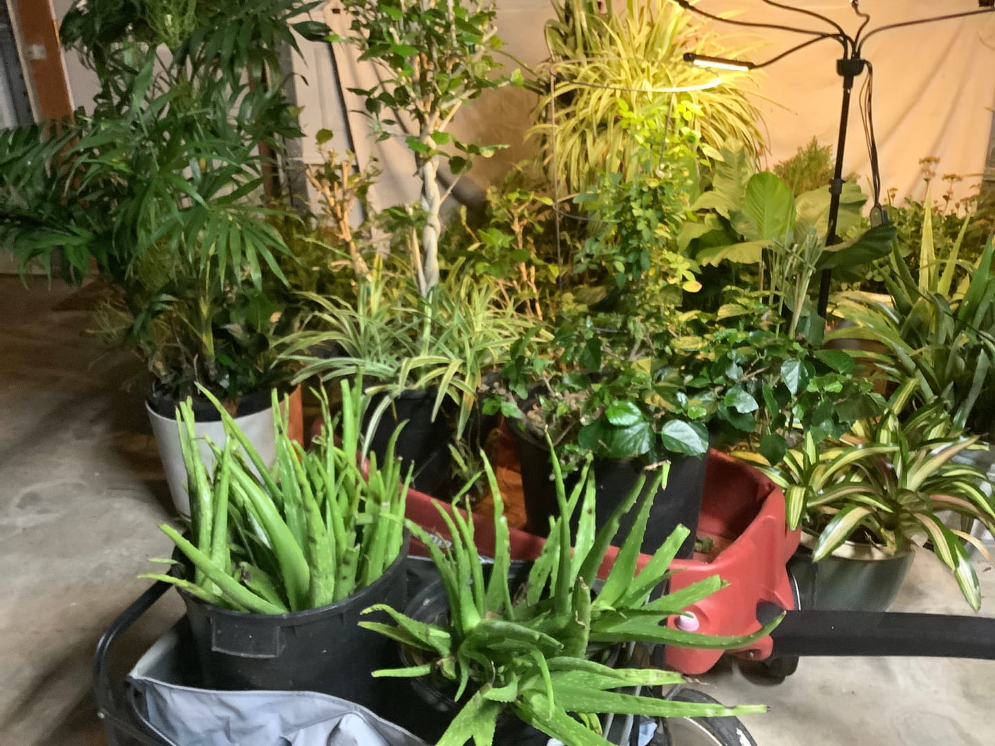 Customer photo review of Plant Care Kit for Indoor Plants