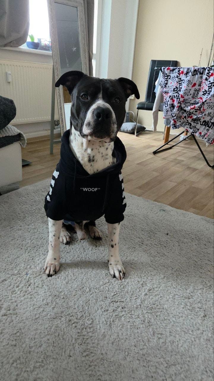 Customer photo review of "WOOF" Dog Hoodie - Black & Reflective