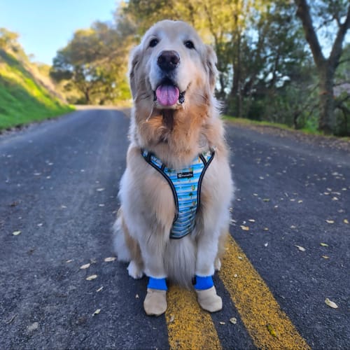Customer photo review of All Weather Dog Booties - Doccasins - 1 pair