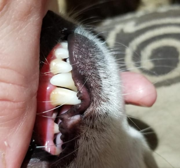 Customer photo review of Balyxe: Protección Dental para Mascotas