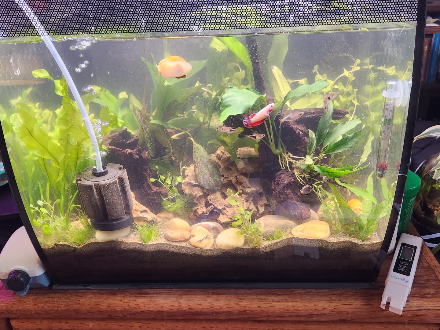Customer photo review of Gold Mystery Snail