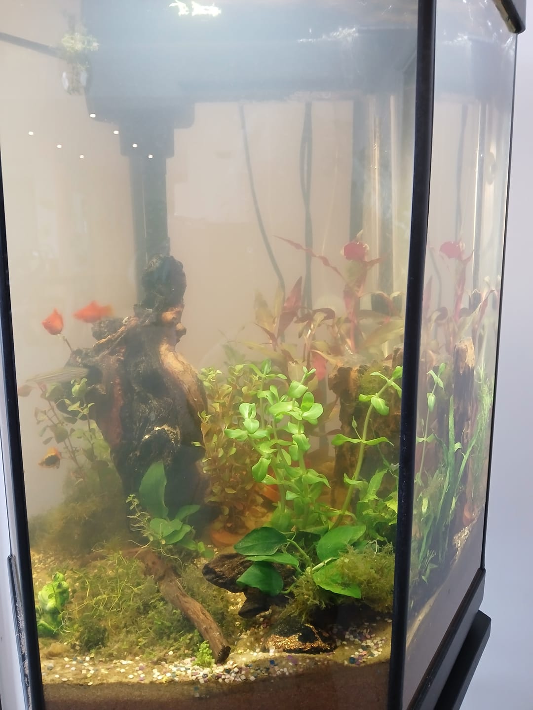 Customer photo review of Aquarium Hexa Set Équipé AQUAEL - 60L