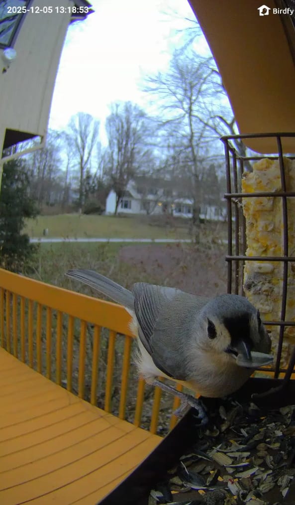 Customer photo review of Birdfy Feeder Metal V - Smart Metal Feeder with Camera