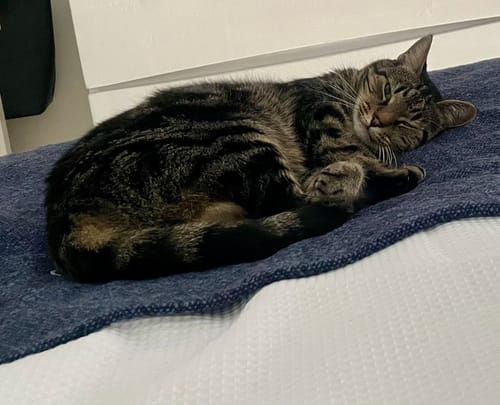 Customer photo review of 1 Month Supply – 1 Cat