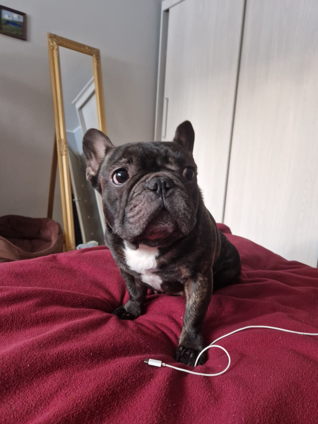 Customer photo review of Active VetDiet Dermo suņiem