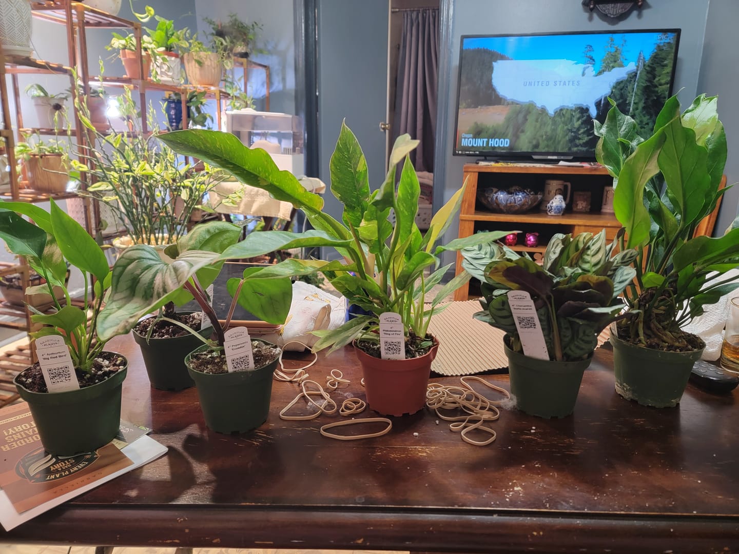 Customer photo review of Philodendron ‘Ring of Fire’