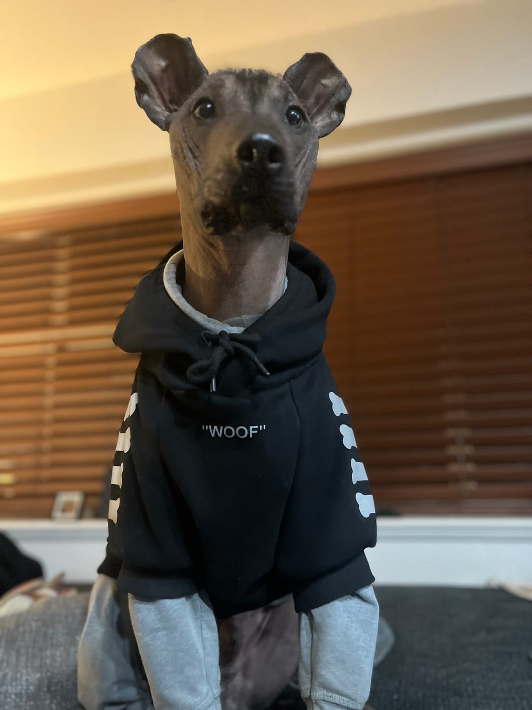 Customer photo review of "WOOF" Dog Hoodie - Black & Reflective