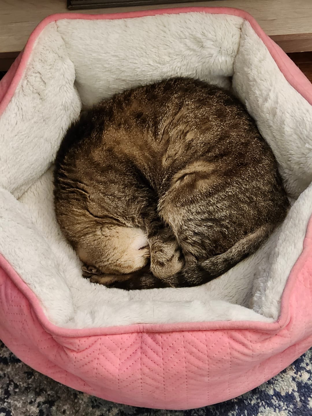 Customer photo review of Bark-Less Bites