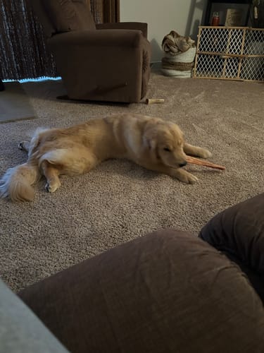 Customer's golden retriever puppy lying on a carpet and chewing a Monster Bully Stick.