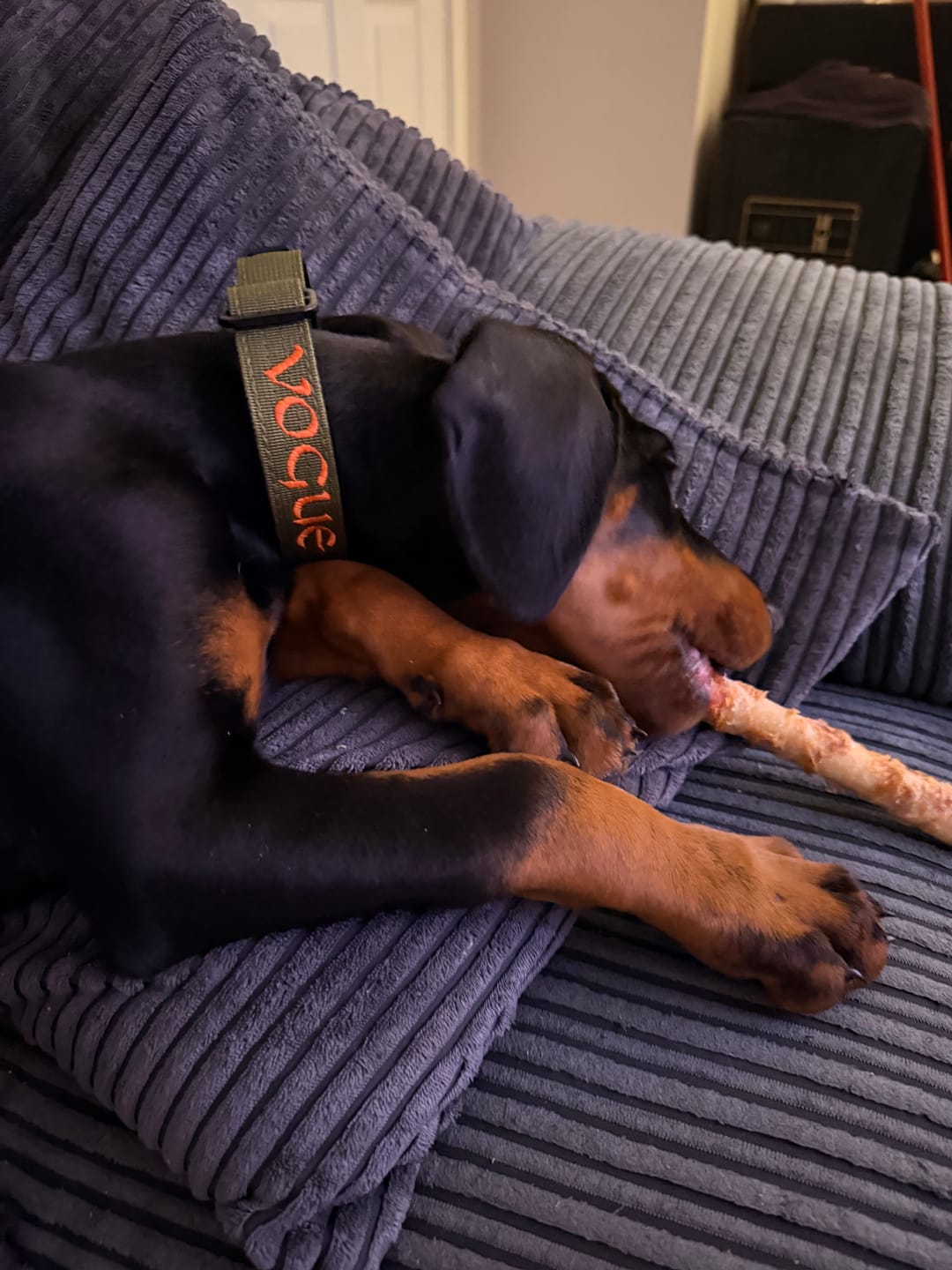 Customer photo review of 2.5cm Combat® Collar | With Handle & Rated Clip - Khaki