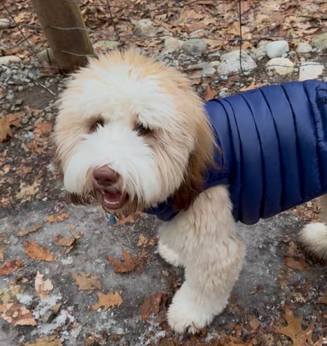 Customer photo review of Puffer Vests