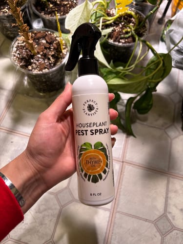 Reviewer holding the bottle of Houseplant Pest Spray in front of several indoor plants.