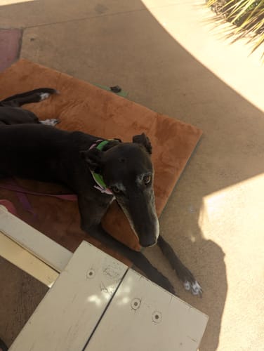 Customer photo review of Transformable Pet Living Mat