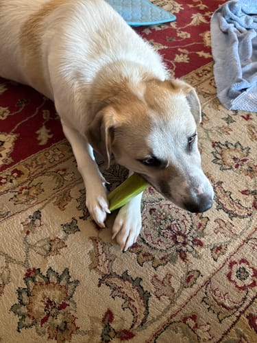 Customer's dog lying on a patterned rug while chewing on a green Yak Chew held between its paws.