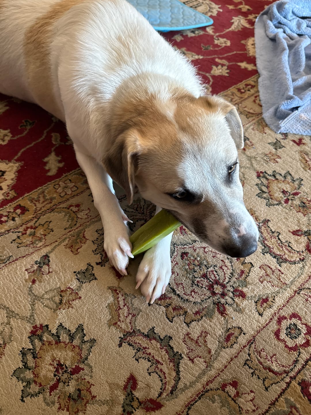 Customer photo review of Blueberry Yak Chews