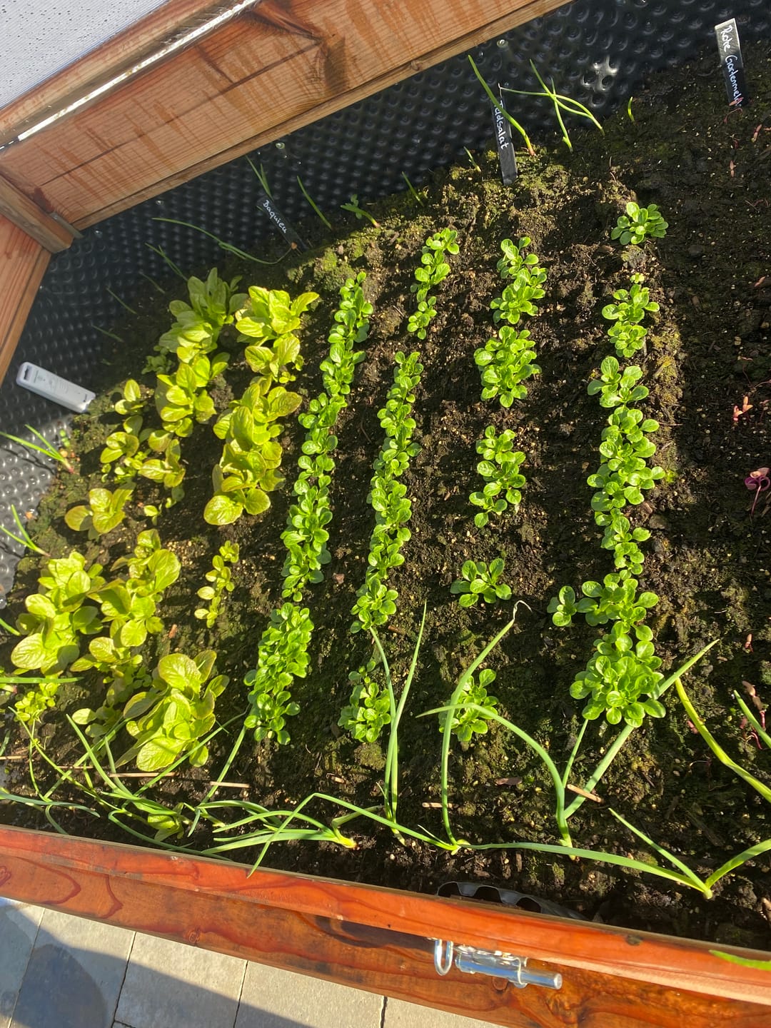 Customer photo review of Feldsalat ’Dunkelgrüner Vollherziger’
