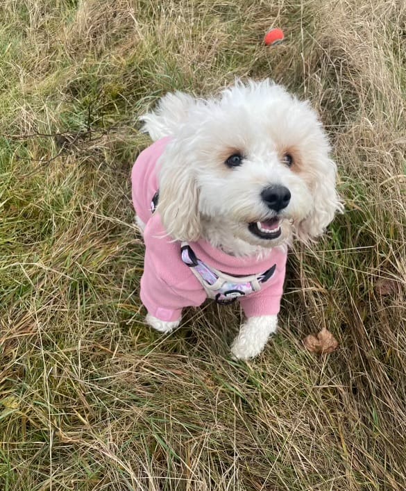 Customer photo review of Cosy Dog Fleece Jumper - Zip Up / Step in Style | Rose Pink