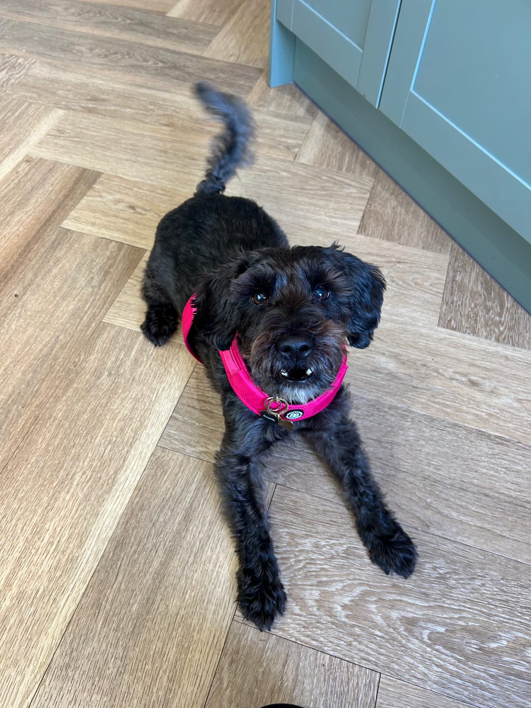 Customer photo review of Boomerang Harness - XS-M Breeds - Carminerose