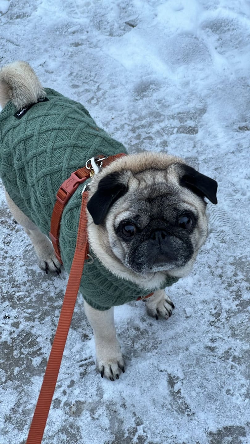 Customer photo review of Cable Knit Dog Sweater - Pine Green