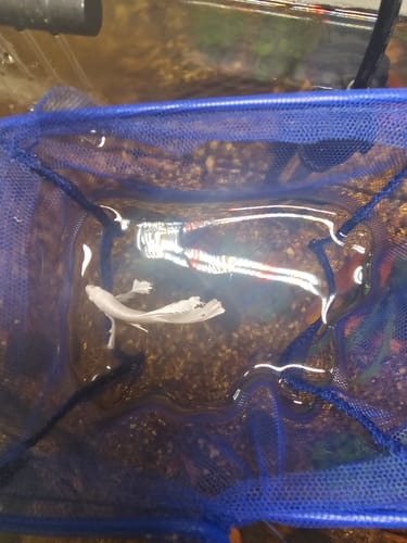 Customer photo review of Super White Dumbo Ear Halfmoon Male Betta Fish