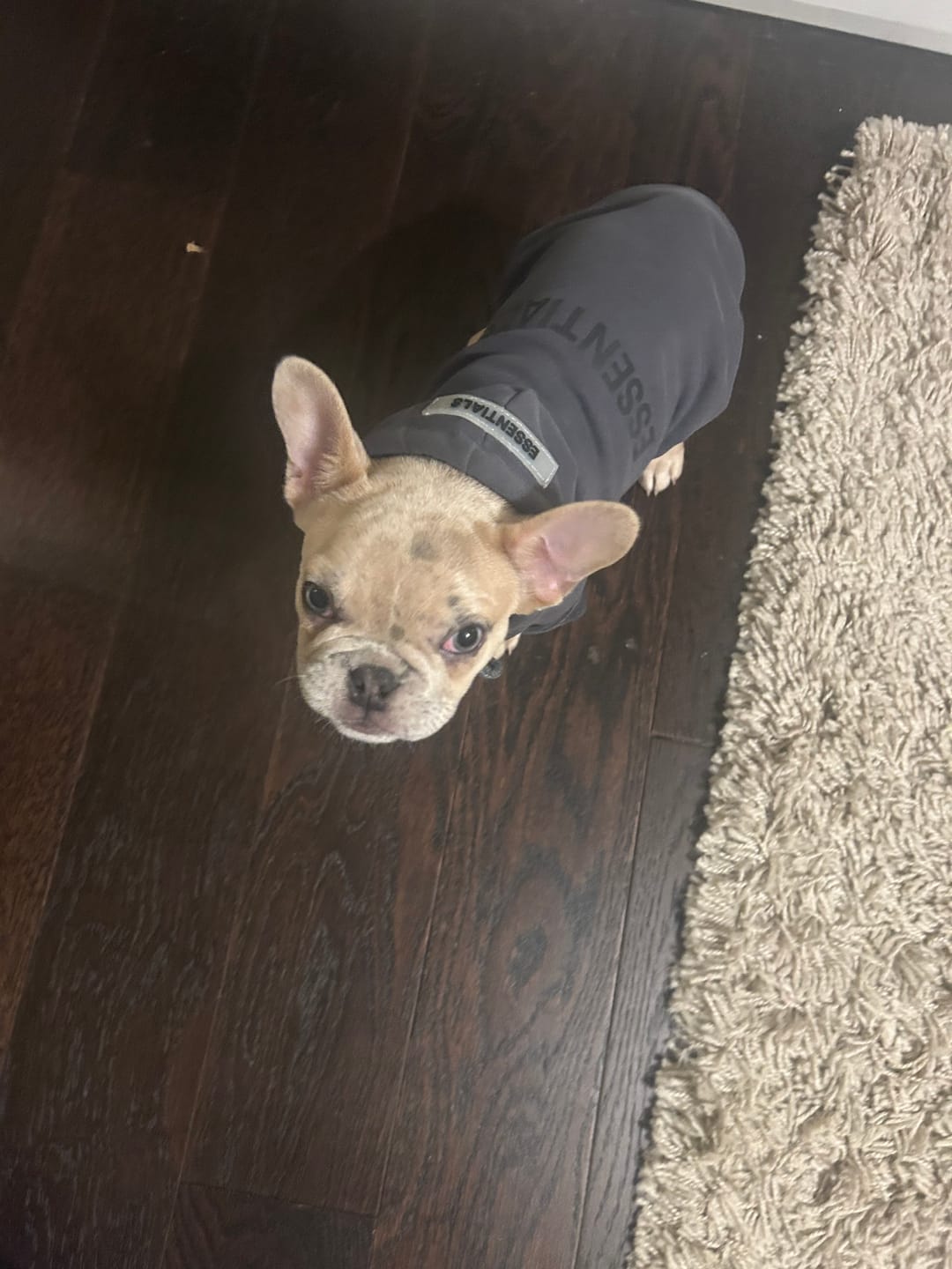 Customer photo review of Cream Grey Designer Dog  Hoodies