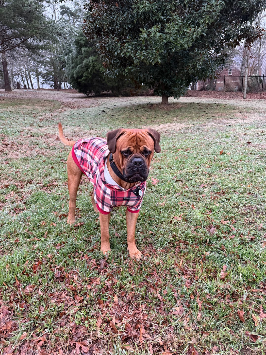 Customer photo review of Red Plaid Dog Hoodie
