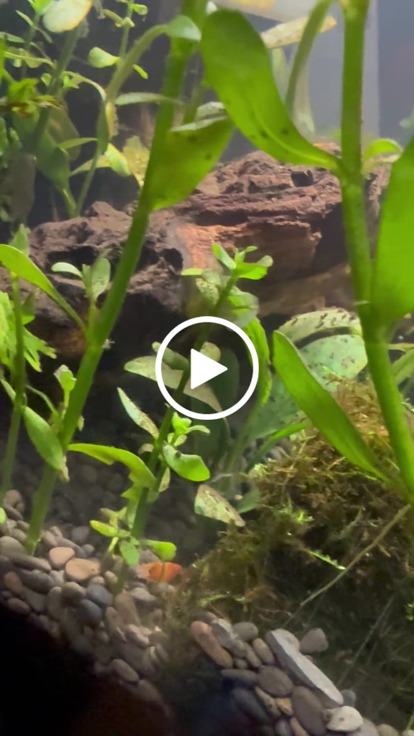 Customer video review of Orange Rili Shrimp