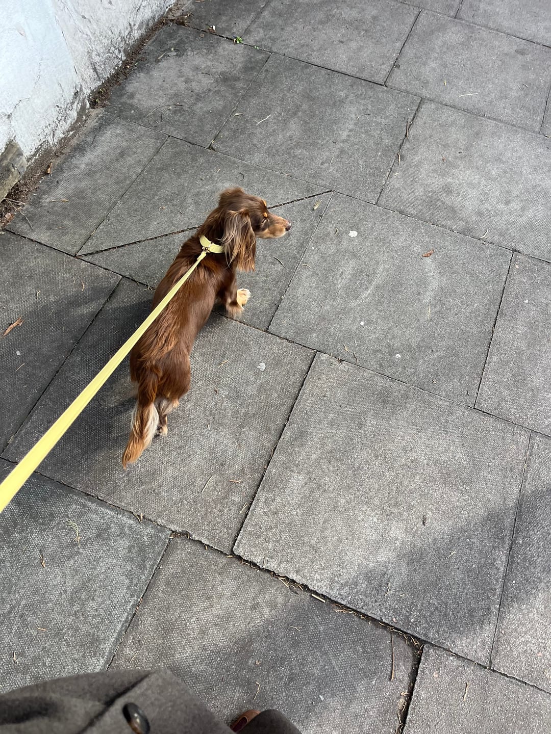 Customer photo review of Primrose Dog Lead